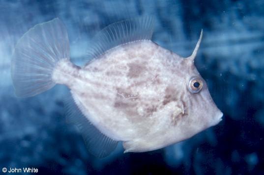 Scan532-unidentified Filefish-by John White.jpg
