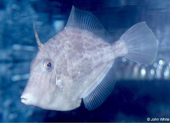 Scan533-unidentified Filefish-by John White.jpg