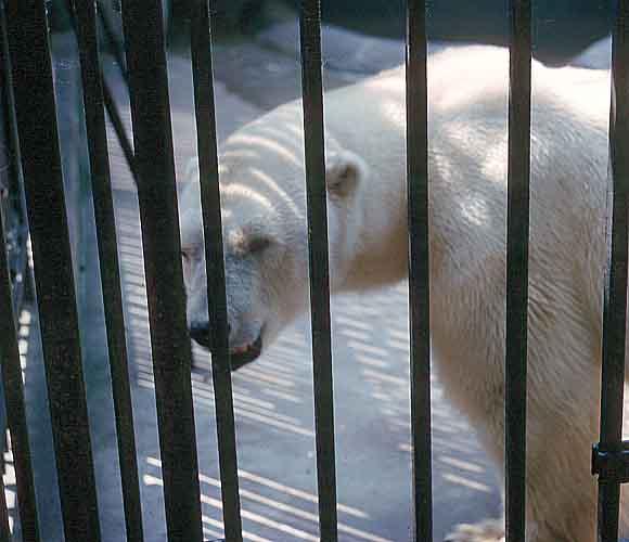 Scan62-Polar Bear-by GRC.jpg