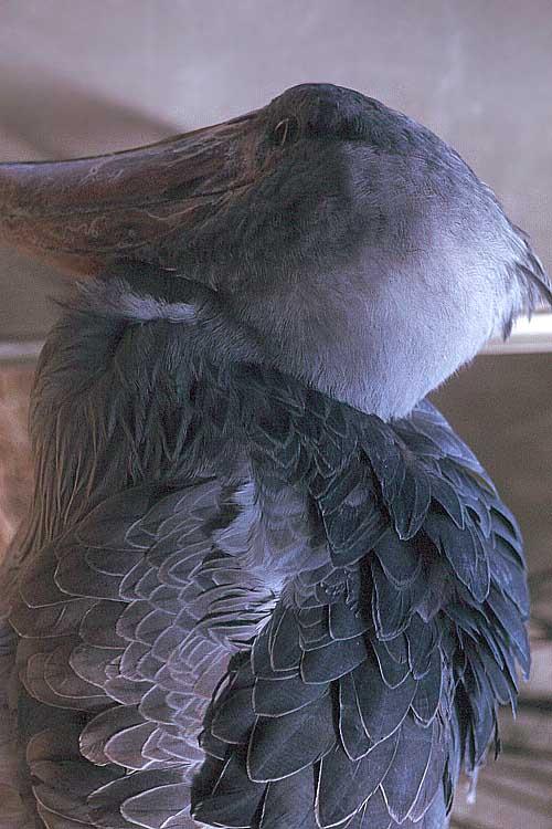 Scan830-Shoebill Stork-by GRC.jpg