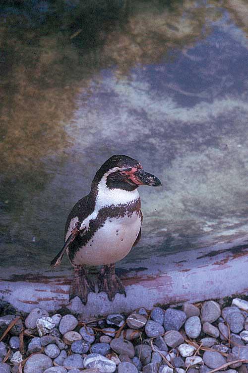 Scan836-Jackass Penguin-by GRC.jpg