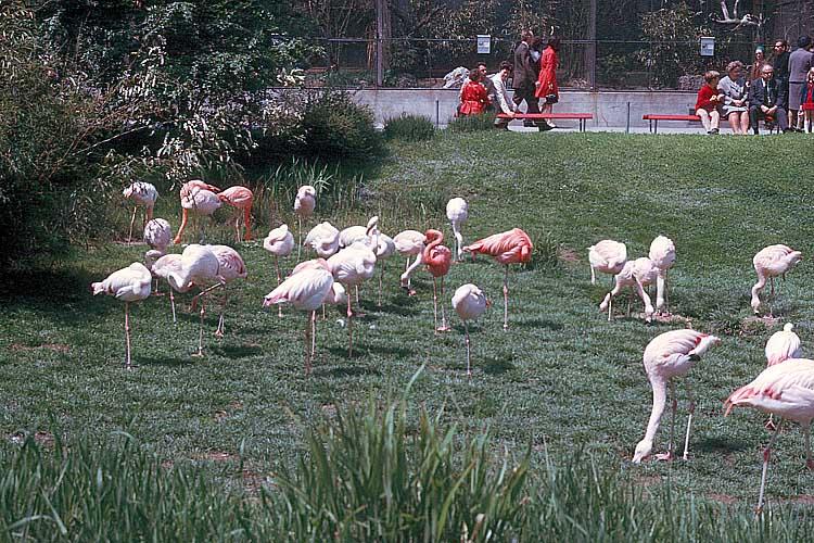 Scan837-Flamingos-by GRC.jpg