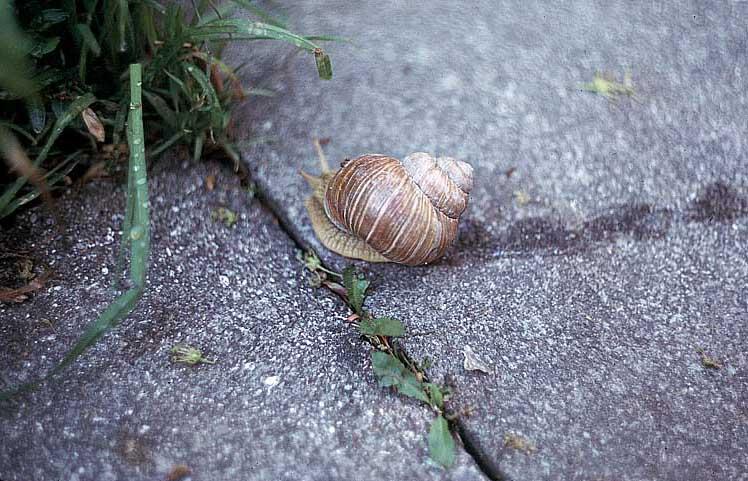 Scan843-Swiss Snail-by GRC.jpg