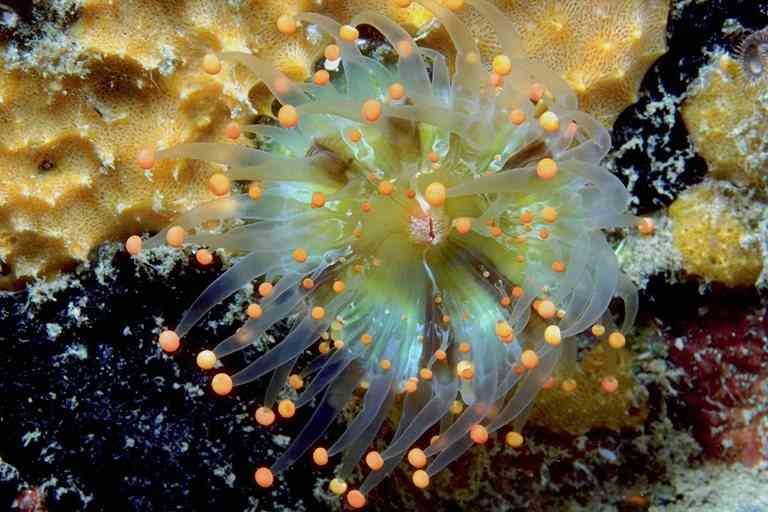 Sea-Life-01-Sea Anemone-by Trudie Waltman.jpg