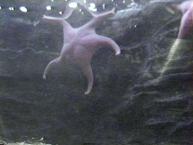 Sea star01-Starfish-by S Thomas Lewis.jpg