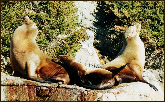 Seal bookends-from Indy Zoo-by Denise McQuillen.jpg