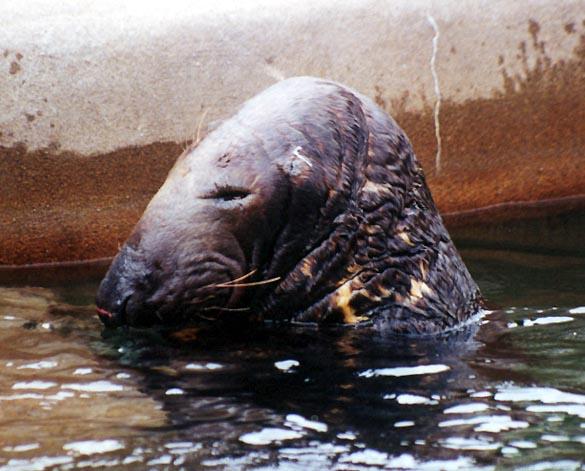 Sealion-by Denise McQuillen.jpg