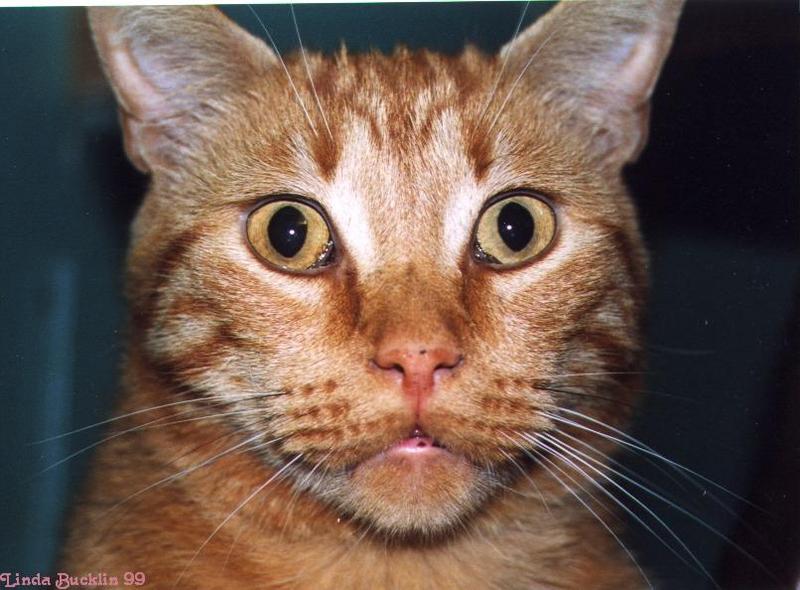 Sebastian-99-1-Brown House Cat-face closeup-by Linda Bucklin.jpg