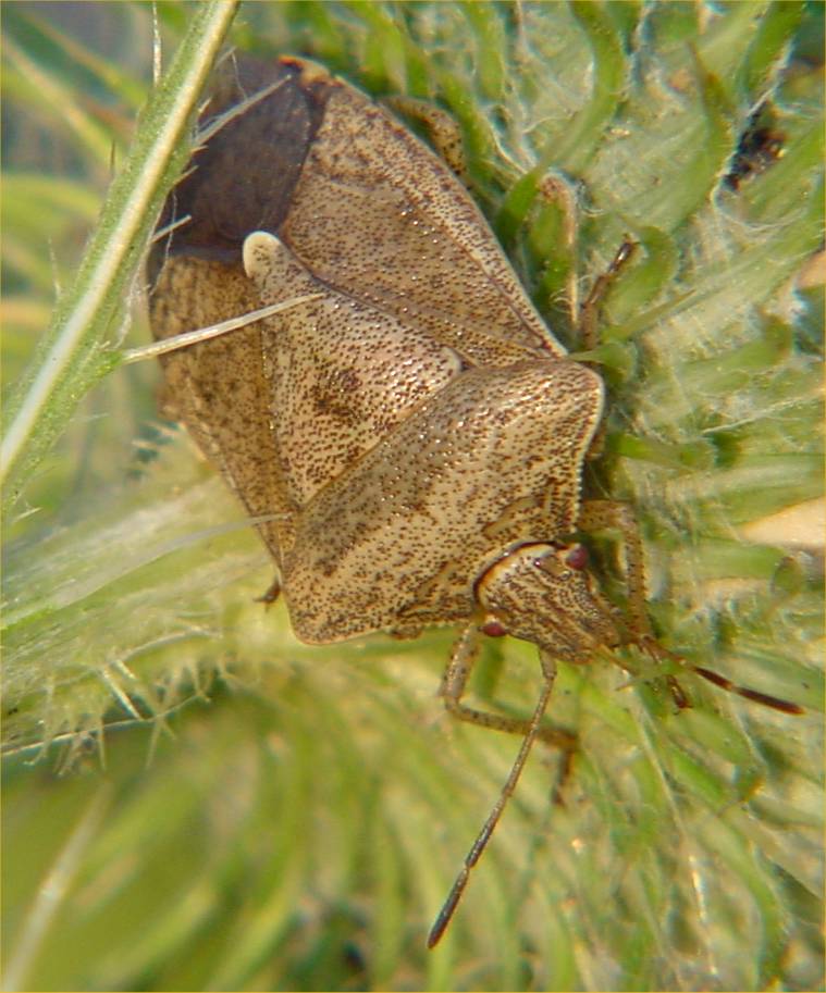 ShieldBugLowRes-by Gerry Mantha.jpg