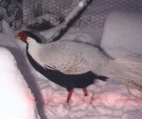 Silver Pheasant-on snow-by Dan Cowell.jpg