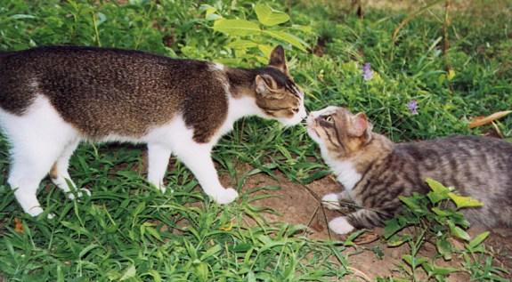 Sinbad and Murphy-Domestic Cats-meeting-by Linda Bucklin.jpg