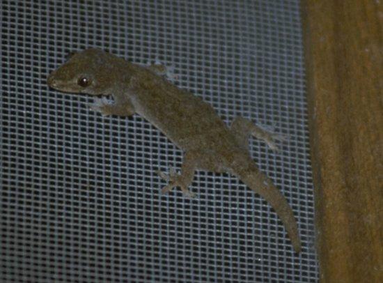 Small gecko-from Costa Rica-by MKramer.jpg