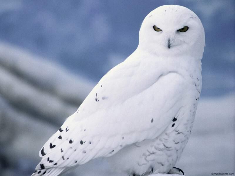 Snowy owl1-by Dineke Jansen.jpg