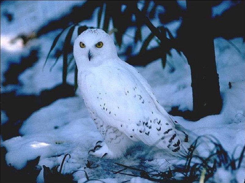 Snowy owl2-by Dineke Jansen.jpg