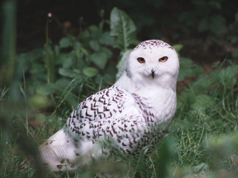 Snowy owl3-by Dineke Jansen.jpg