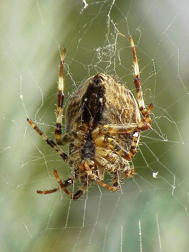 Spider-by Eduardo Sabal.jpg