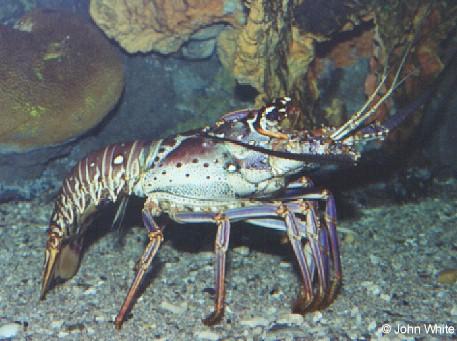 Spiny lobster-by John White.jpg