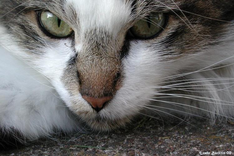 Spot-House Cat-by Linda Bucklin.jpg