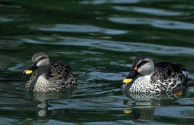 SpotbilledDucks Pair-Floating-by Dan Cowell.jpg