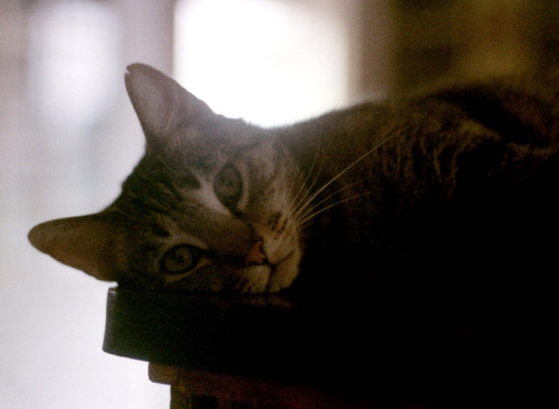 Stripe-House Cat-by Paul Hamilton.jpg