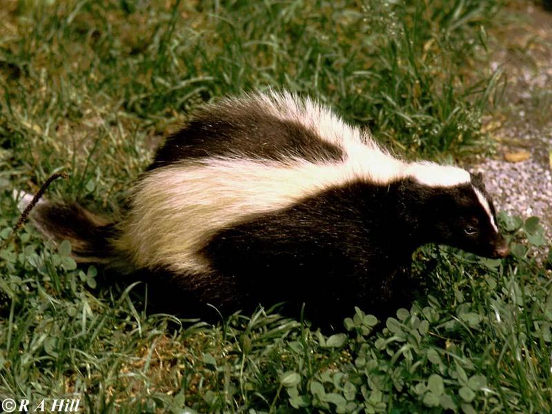 Striped skunk-by Alan Hill.jpg