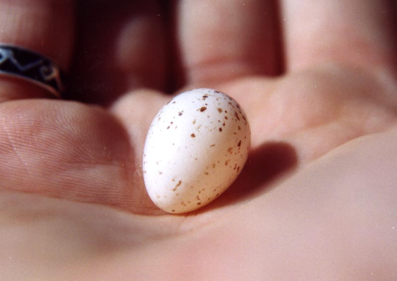 Swallow egg-by Roger Hall.jpg