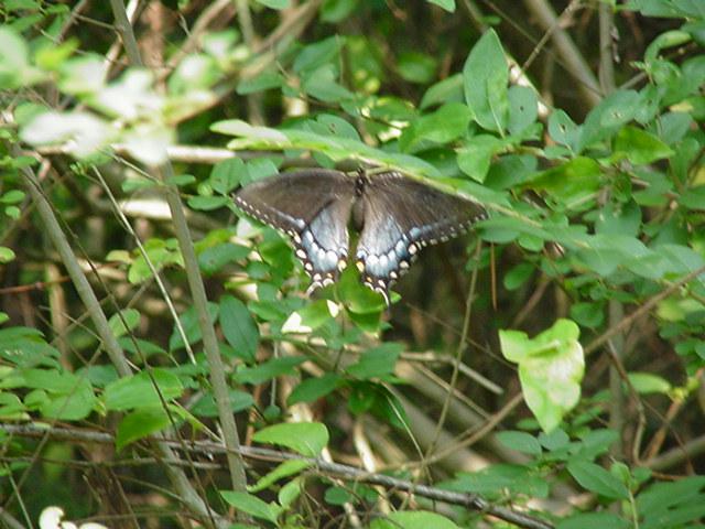 Swallowtail Butterfly1-by Todd Rowe.jpg