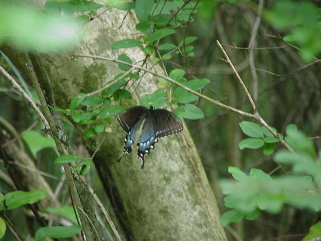 Swallowtail Butterfly2-by Todd Rowe.jpg