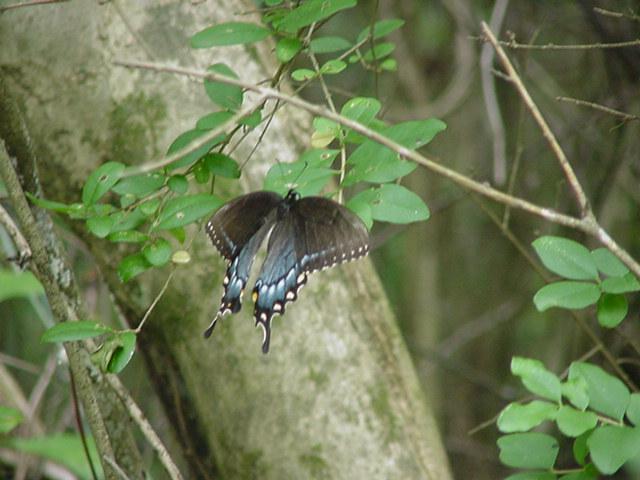 Swallowtail Butterfly3-by Todd Rowe.jpg