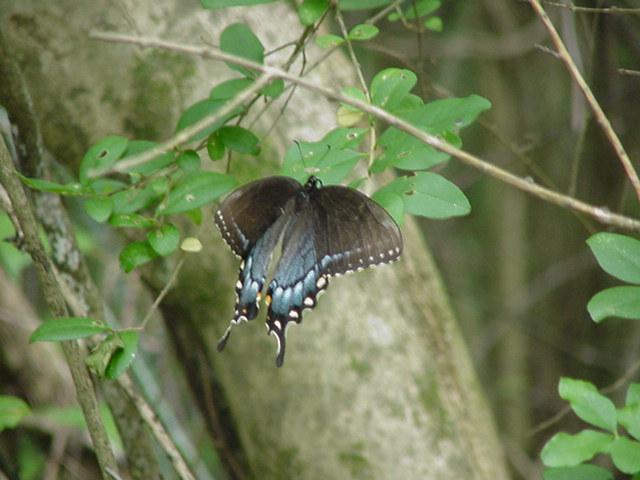 Swallowtail Butterfly4-by Todd Rowe.jpg