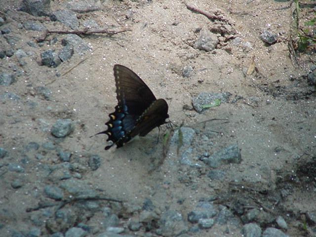 Swallowtail Butterfly5-by Todd Rowe.jpg
