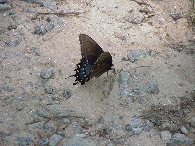 Swallowtail Butterfly6-by Todd Rowe.jpg