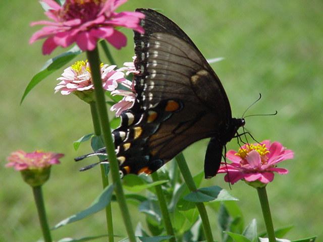 Swallowtail Butterfly7-by Todd Rowe.jpg