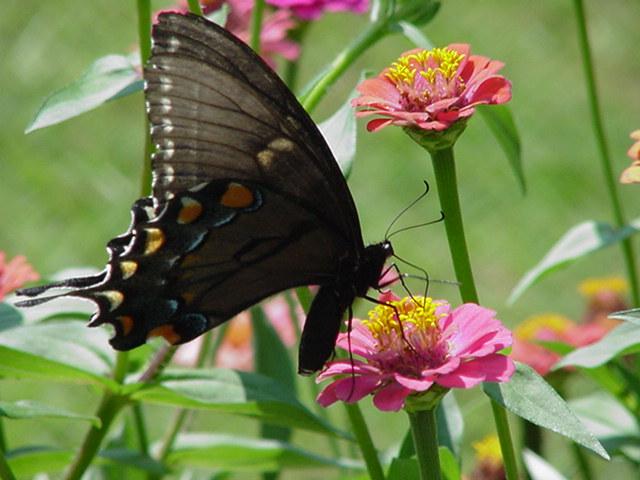 Swallowtail Butterfly8-by Todd Rowe.jpg