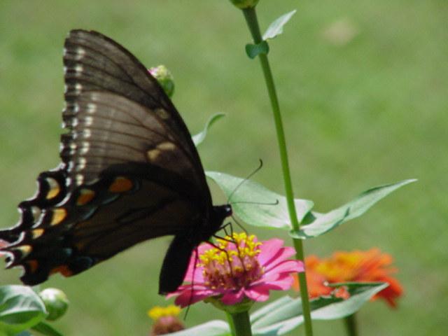 Swallowtail Butterfly9-by Todd Rowe.jpg