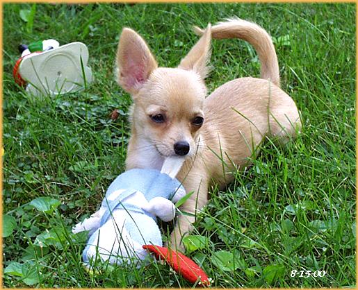 Sweetie-8-15-00-Chihuahua Dog-by Ken Mezger.JPG