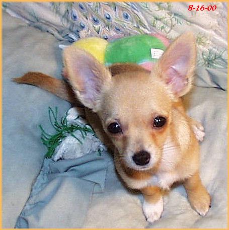 Sweetie-8-16-b-Chihuahua Dog-by Ken Mezger.JPG