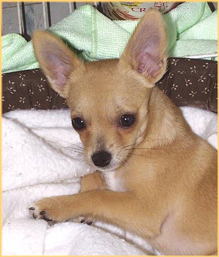 Sweetie-8-18-00-a-Chihuahua Dog-by Ken Mezger.JPG