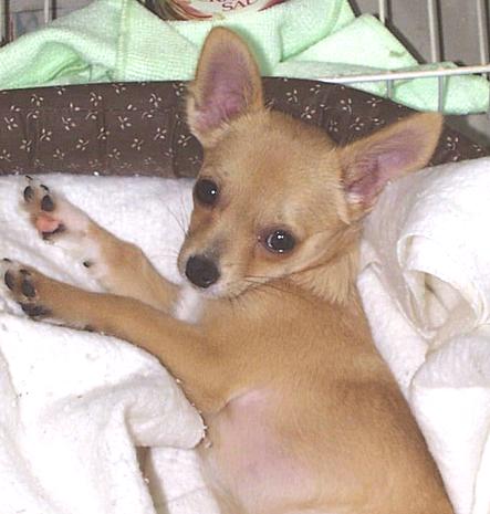 Sweetie-8-18-b-Chihuahua Dog-by Ken Mezger.JPG