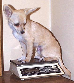 Sweetie-scale-10-24-00-Chihuahua Dog-by Ken Mezger.jpg