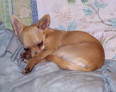 Sweetie-sleep-10-27-00-Chihuahua Dog-by Ken Mezger.jpg