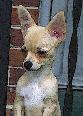 Sweetie-waterpaint-Chihuahua Dog-by Ken Mezger.jpg