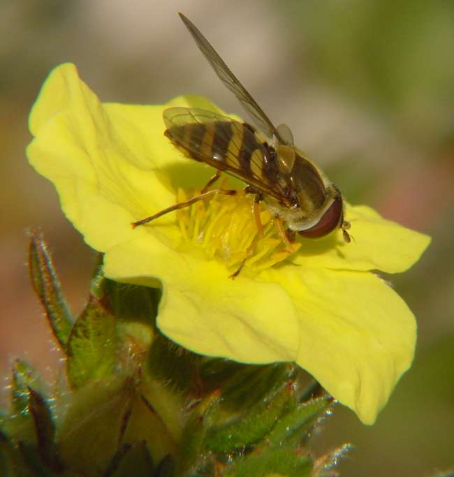 Syrphid Fly-LowRes-by Sandra C.jpg