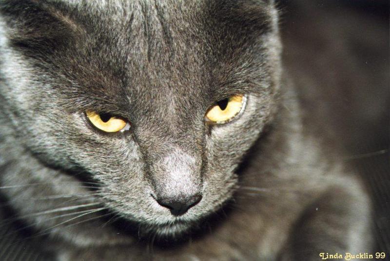 Thomas-99-53-Gray House Cat-face closeup-by Linda Bucklin.jpg