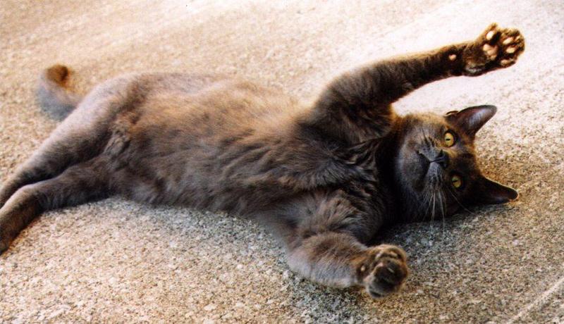 Thomas-99-55-Gray House Cat-relaxing on floor-by Linda Bucklin.jpg