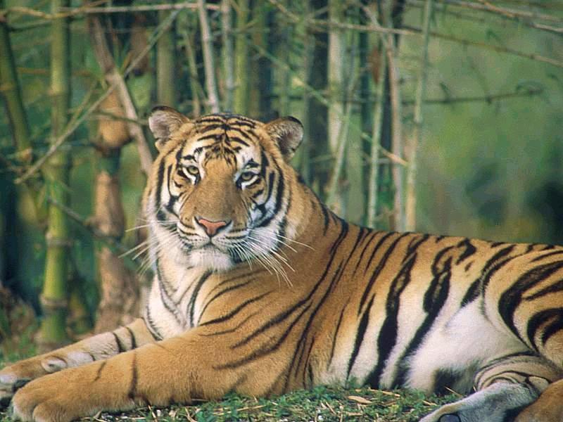 Tiger-by April Grimm.jpg