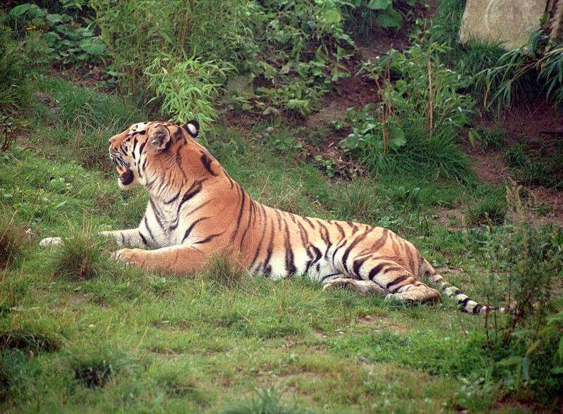 Tiger009-in Hannover Zoo-by Ralf Schmode.jpg
