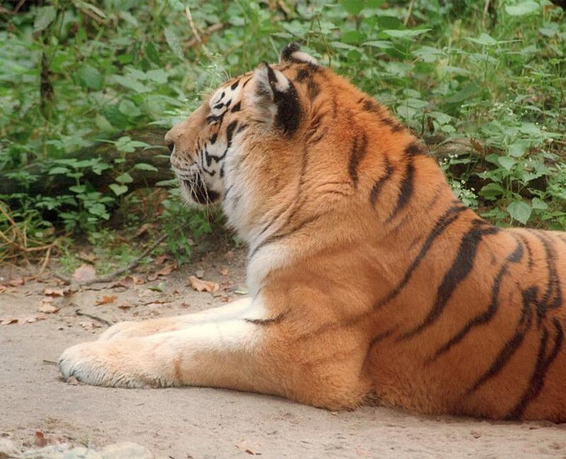 Tiger010-Siberian Tiger-by Ralf Schmode.jpg