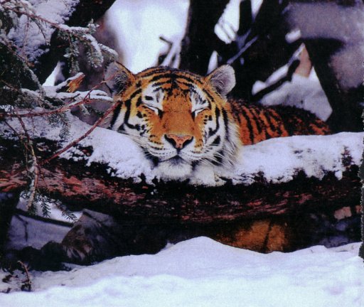 Tiger02-Siberian Tiger-resting on snow log-by Martina Bahri.jpg