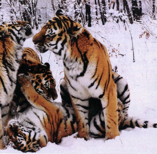Tiger03-Siberian Tigers-playing on snow-by Martina Bahri.jpg